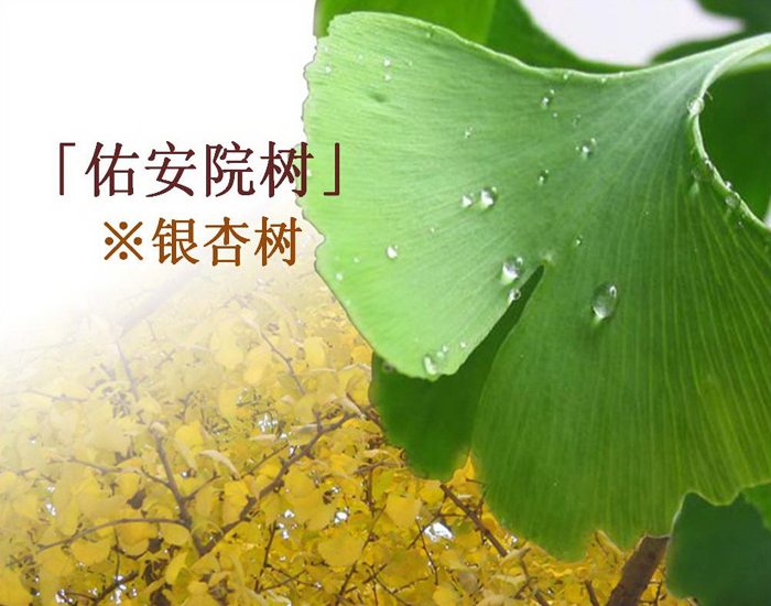 院樹1.jpg